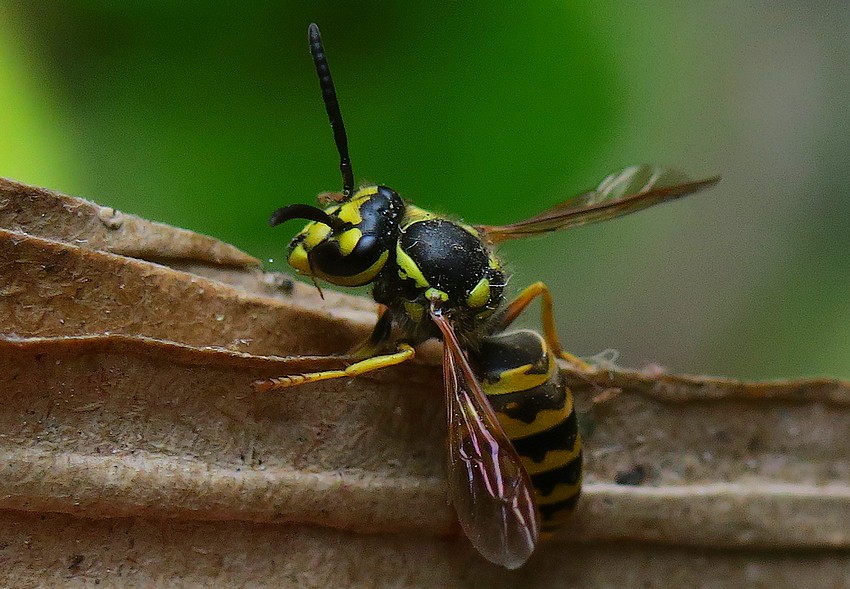 Vespidae: Vespula germanica, operaia